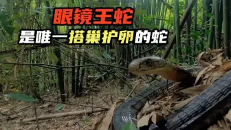 眼镜王蛇是唯一搭巢护卵的蛇