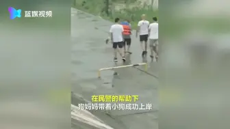 母爱的力量！狗妈妈不顾阻挠冲入洪水救小狗