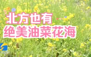 济南济阳区13公里油菜花海 邀您一览黄河风情