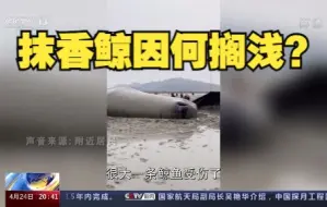 我国首次成功救助大型抹香鲸全回顾