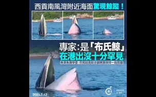 网传西贡有鲸鱼出没！专家：是“布氏鲸”，在港出没十分罕见