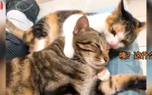 猫咪：快说，你是有多久没洗头了！