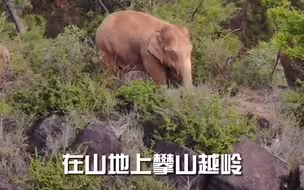 《同象行》科普：大象跑得比人快！？