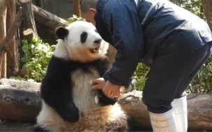 【谭棉花组合主打一个暖心陪伴】开饭啦！谭爷爷甜宠投喂，“花花”大快朵颐，网友：看饿了！