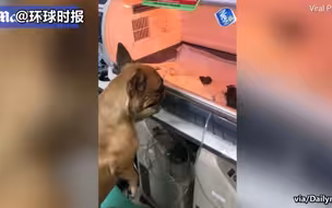小狗因早产住进保育箱 狗妈妈寸步不离守在旁边