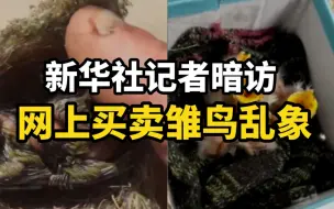 新华社记者暗访网上买卖雏鸟乱象：这样的雏鸟买不得！