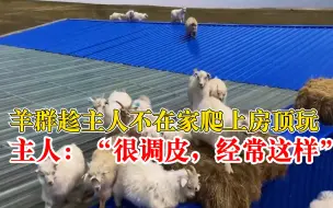 羊群趁主人不在家爬上房顶玩耍，主人：很调皮，经常这样