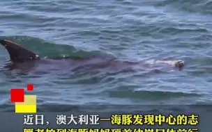 泪目！ 海豚妈妈不舍死去的幼崽 顶着其尸体前行数百米不肯离开