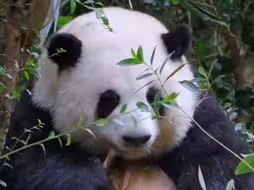 喜喜猪：越活越美 越活越萌