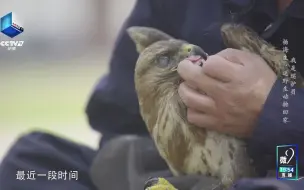 一只眼瞎的鵟如何还能飞翔？巡护员杨海生决定为它养老送终