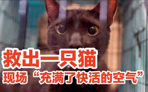 美国在废墟救出一只猫，现场“充满了快活的空气”