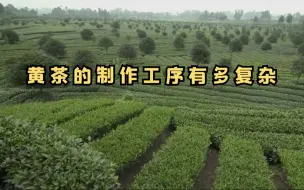 黄茶的制作工序有多复杂