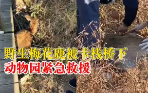 野生梅花鹿被卡栈桥动物园带回救治，动物园：治好后会放生