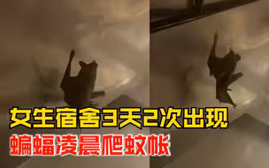 女生宿舍3天2次凌晨爬出蝙蝠，学生：吓懵了，在蚊帐上走来走去