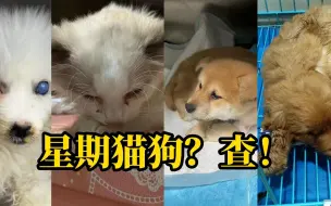 成都一宠物店疑卖星期猫狗，买回家几天就去世，成都市场监管：查！