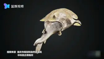 重庆发现4.23亿年前袖珍边城鱼