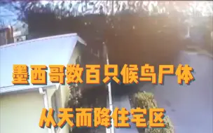 诡异监控画面！墨西哥数百只候鸟尸体从天而降住宅区