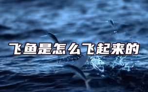 慢镜头看飞鱼到底是怎么飞的