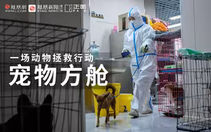 实拍民间动物方舱：近百只宠物暂住 有猫咪缺水少粮险丧命