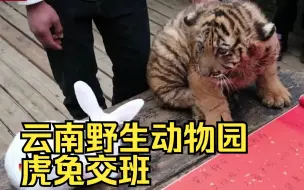 春节将至！云南野生动物园虎兔交班