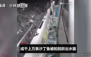 都不用下网抓 大量沙丁鱼主动跳上渔船