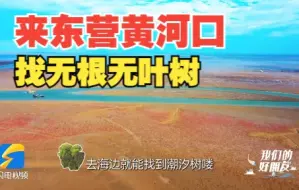 什么树无根无叶 却为无数生灵提供养分？来东营黄河口寻找答案！｜我们的好朋友⑥
