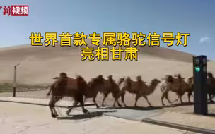世界首款专属骆驼信号灯亮相甘肃