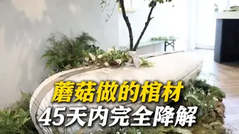 实现生命循环！全球首款“蘑菇做的棺材”在英使用
