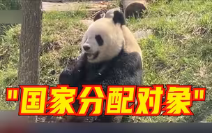 春天到了该造娃了！陕西秦岭大熊猫研究中心今年有14只大熊猫参与繁殖计划