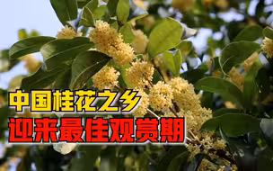 中国桂花之乡迎来最佳观赏期，市民：整个城市都是金黄色香气扑鼻