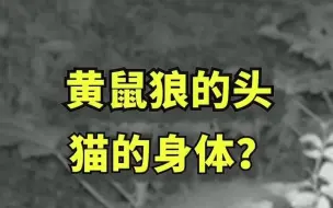 黄鼠狼的头，猫的身体？上海惊现小灵猫