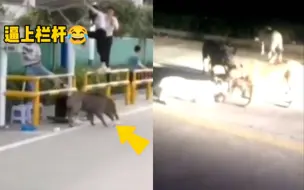 野猪闯进驾校横冲直撞 吓得学员爬上栏杆 最终被五只狗合力打败