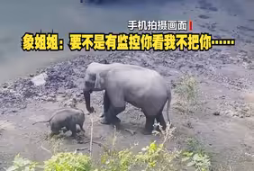 小象不洗澡到处跑气得姐姐直摇头