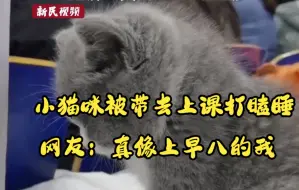 小猫咪被带去上课打瞌睡，网友：真像上早八的我