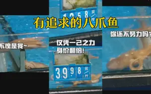 有追求的八爪鱼！超市八爪鱼“越狱”成功身价翻倍