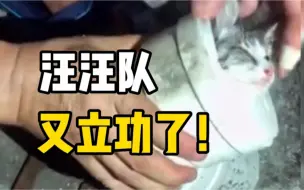 猫咪被卡排水管内，结果被狗子发现