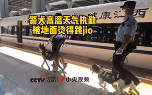 警犬高温天气执勤被地面烫得跳jio