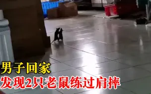 男子回家发现2只老鼠练过肩摔：见过老鼠，没见过老鼠打架