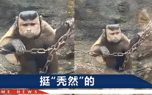 一头黑发、长络腮胡还皱着眉，绍兴动物园猴子跟人撞脸，园区回应