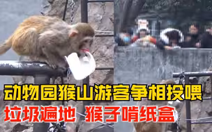 动物园猴山垃圾遍地猴子啃纸盒，游客：一旦吃下去不容易消化