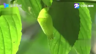 云南将现1.5亿只蝴蝶大爆发奇观 全世界仅两处