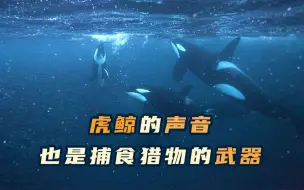 虎鲸的声音也是捕食猎物的武器
