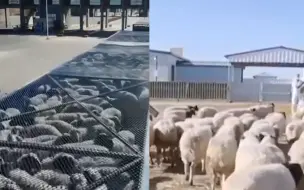 羊羊羊！蒙古国捐赠的羊已入境1.6万只 将分批次进行屠宰运往湖北