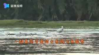 国家二级保护动物小天鹅现身丽水越冬
