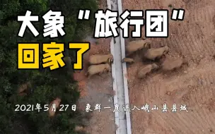 你挂念的这群大象回栖息地了 时间轴回顾其“出游”历程