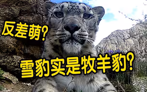 雪豹实是“牧羊豹”？“雪山之王”原来这样反差萌！