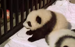 熊猫饲养员是最幸福的工作了吧
