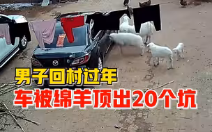 男子回村过年车被绵羊顶出20个坑：顶之前刚杀1只，不然就杀它
