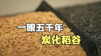 一眼五千年：炭化稻谷