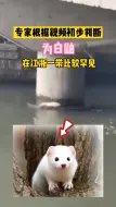 惊现神奇动物！平湖市民拍下的这只“小白”是谁？